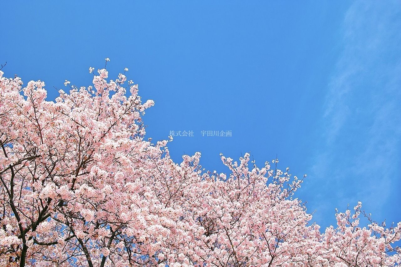 江戸川区「桜(ソメイヨシノ)」の開花状況
