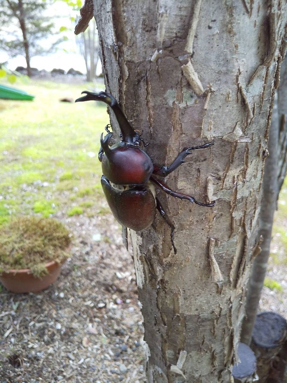 カブトムシが桂の木を登っています