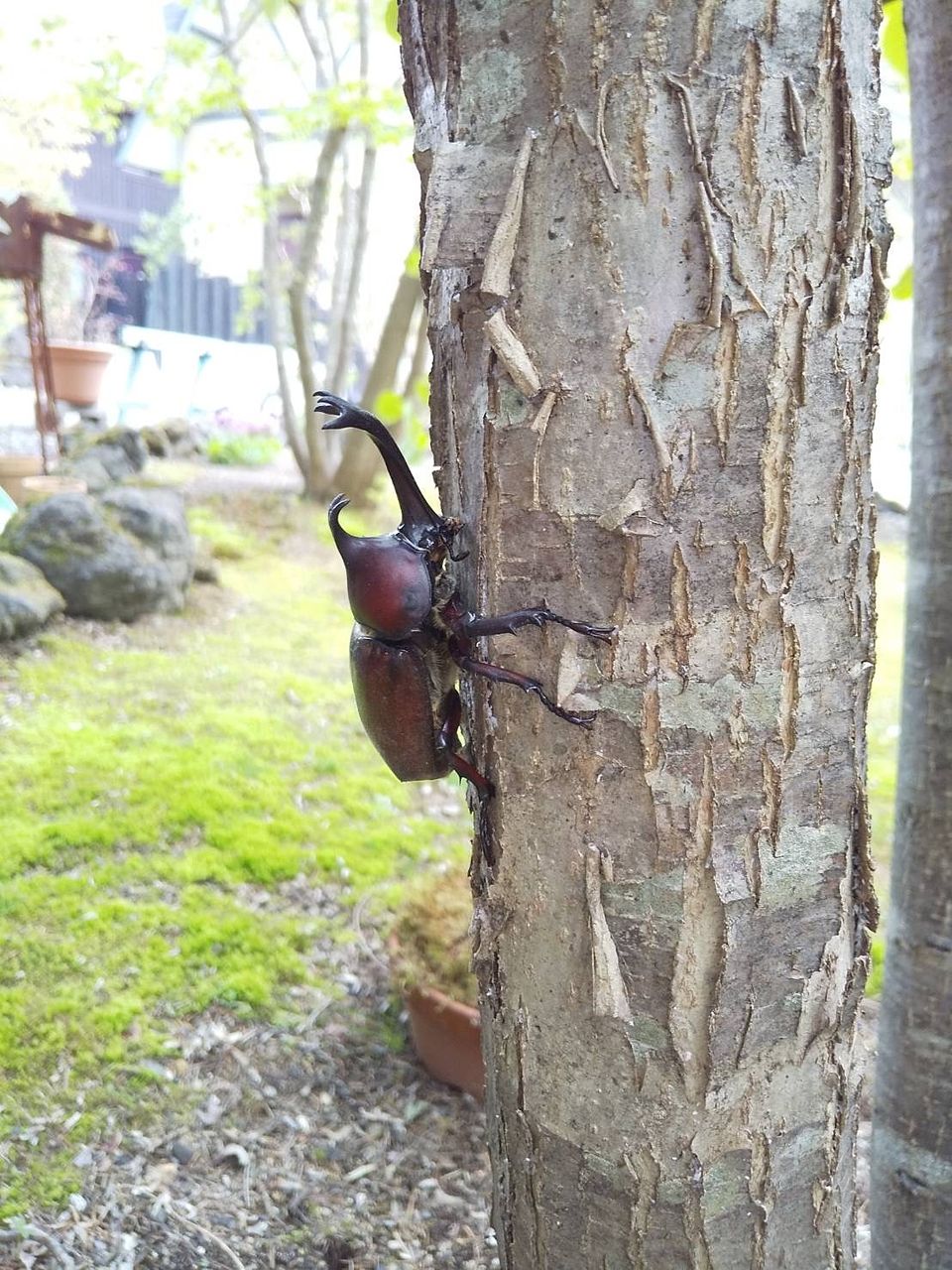 軽井沢の桂の木に登り始めたカブトムシ